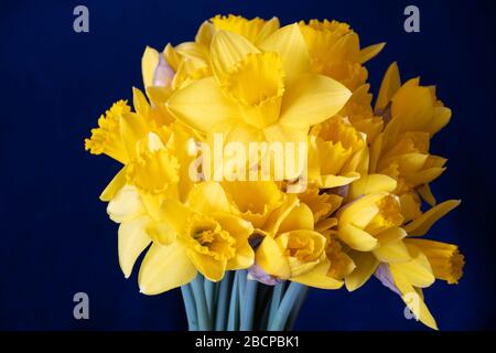Bel bouquet di narcisi gialle con sfondo scuro, narcisis, primo piano Foto Stock