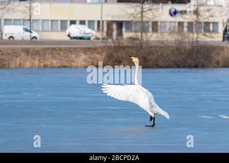 Whooper covava sul ghiaccio. Whooper covava gioiosa. Foto Stock