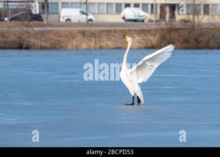 Whooper covava sul ghiaccio. Whooper covava gioiosa. Foto Stock