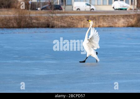 Whooper covava sul ghiaccio. Whooper covava gioiosa. Foto Stock