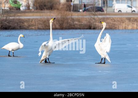 Whooper covava sul ghiaccio. Whooper covava gioiosa. Foto Stock