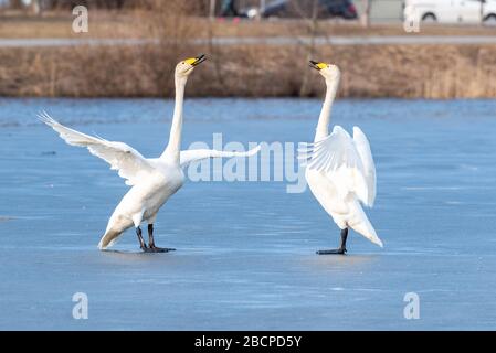 Whooper covava sul ghiaccio. Whooper covava gioiosa. Foto Stock