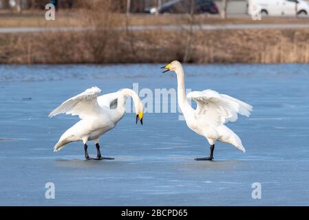 Whooper covava sul ghiaccio. Whooper covava gioiosa. Foto Stock