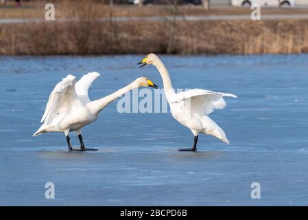 Whooper covava sul ghiaccio. Whooper covava gioiosa. Foto Stock