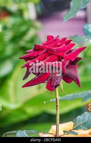 Le rose fioriscono su un cespuglio nel giardino nel caldo giorno d'estate dopo la pioggia. Rosso magenta grande fiore con gocce di pioggia circondato da foglie verdi bagnate primo piano su un Foto Stock