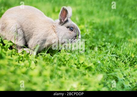 Piccolo coniglio nano divertente. Coniglietto di Pasqua su sfondo verde. Spazio di copia. Coniglio decorativo domestico all'aperto. Estate giorno caldo. Allevamento animale, oredin Foto Stock