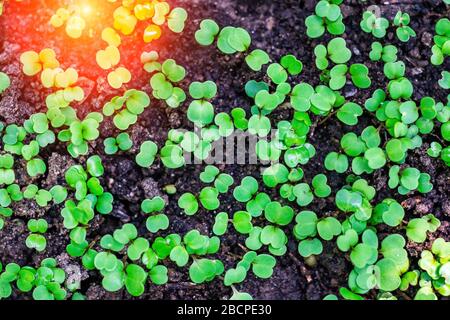 prima lattuga lascia piante crescenti sfondo. i primi stiranti di primavera Foto Stock