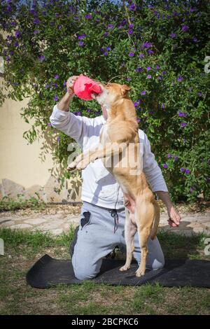 Uomo che gioca con il cane all'aperto in giardino Foto Stock