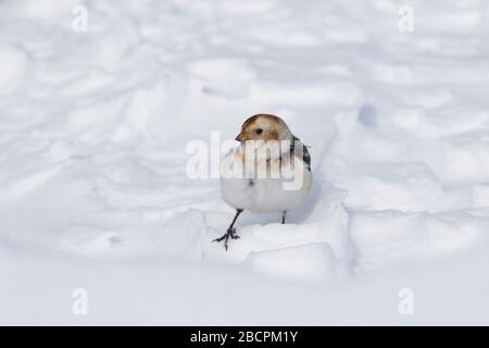 Snow Bunting (Pletrafenax nivalis) nella neve nelle montagne di Cairngorm, Highlands, Scozia, Regno Unito Foto Stock