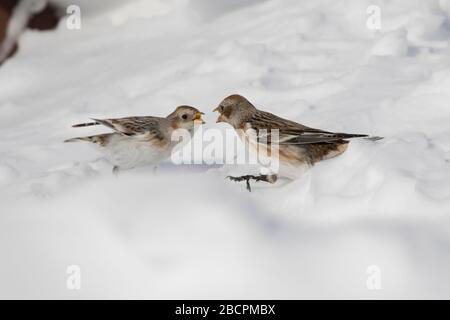 Snow Bunting (Pletrafenax nivalis) nella neve nelle montagne di Cairngorm, Highlands, Scozia, Regno Unito Foto Stock