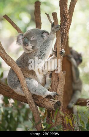 Koala seduto su una diramazione di alberi di eucalipto, Brisbane, Queensland, Australia Foto Stock