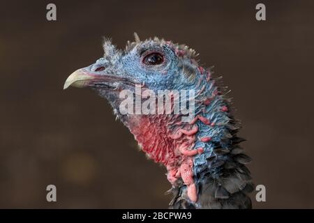 Wild Turchia estremo primo piano ritratto Foto Stock