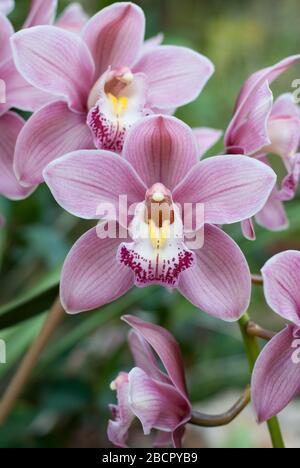 Fiore di Vanda Orchid al Festival delle Orchidee 2017 presso i Royal Botanical Gardens di Kew, Richmond, Londra Foto Stock