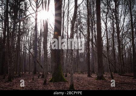 Alberi con una stella solitaria nella foresta di Bialowieza, Polonia, sera, atmosfera solitaria, Foto Stock