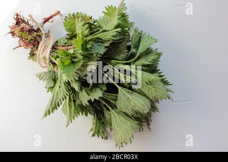 Ortica fresca di piante medicinali che puntano con foglie e radici verdi, legata con spago su fondo di legno bianco. Foraggio di piante commestibili Foto Stock