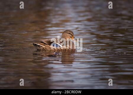 Primo piano di Mallard anatra femmina in acqua Foto Stock