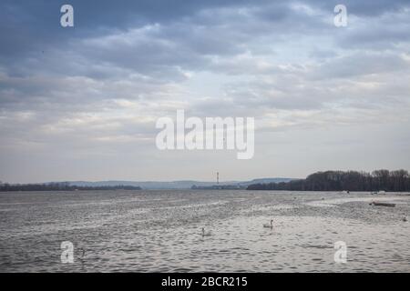 Belgrado sotto la pioggia visto da Zemun, su Zemunski kej, con un camino industriale sullo sfondo di fronte, sul fiume Danubio, e cigni in piedi io Foto Stock