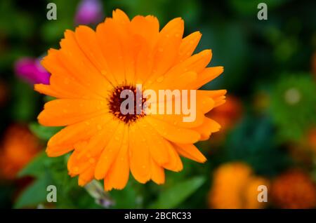 Bellissimo gerbera arancione in un giardino estivo Foto Stock