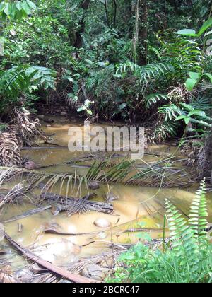 Stagno della foresta (Indonesia) Foto Stock