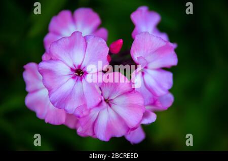 Bellissimo lubilliflower in giardino Foto Stock