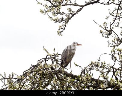 L'airone grigio si sedette nell'albero con fiori primaverili. Cielo bianco sfondo. Primavera, Regno Unito. Ardeidi, Foto Stock