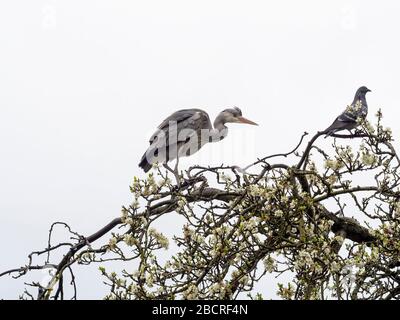 Airone grigio con piccione, entrambi sedevano nell'albero con fiore primaverile. Cielo bianco sfondo. Primavera, Regno Unito. Foto Stock