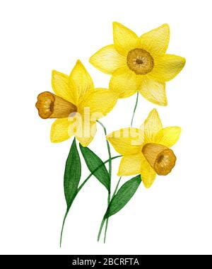 acquerello giallo daffodils fiori isolati su sfondo bianco, bella mano dipinta primavera daffodil fiore, daffodil bouquet, primavera floreale d Foto Stock