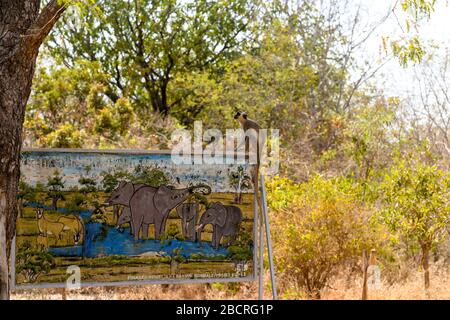 Africa, Africa occidentale, Burkina Faso, regione di Pô, Parco Nazionale di Nazinga. Una scimmia siede a bordo nel Parco Nazionale di Nazinga Foto Stock