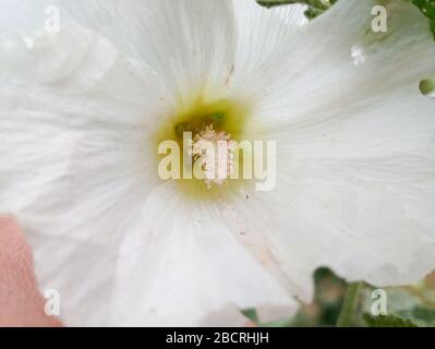 Fiori di mallow. Fiori di Malva. Bei fiori di mallow Foto Stock