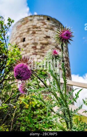 rovine di antico castello di cavaliere ladro desenberg a warburg, germania Foto Stock