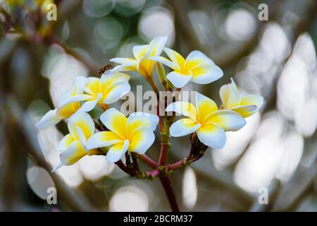 Arbusto fiorito di Plumeria con delicati fiori gialli e bianchi, provenienti dal Sud e Centro America. Foto Stock