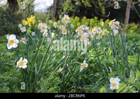 Narcisi bianchi che crescono in un giardino nel Worcestershire, Regno Unito Foto Stock