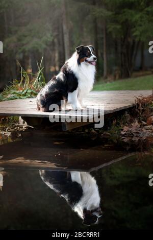 Collie di bordo dall'acqua. Ritratti belli. Accanto alla barca Foto Stock