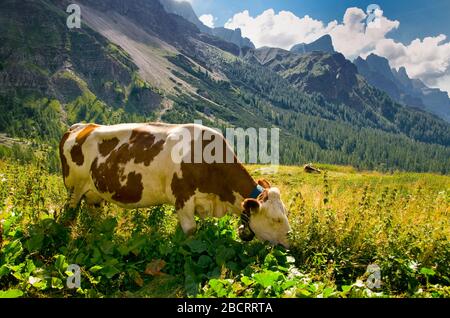 Mucca sotto le Dolomiti Grassing su bel prato verde. Scenario da Passo Rolle, Italia, Europa. Foto Stock