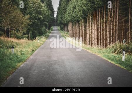 Strada dritta in splendida natura primaverile circondata da una foresta verde Foto Stock