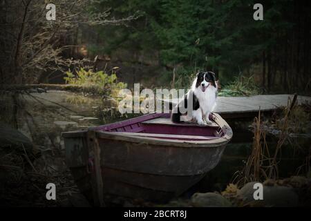 Collie di bordo dall'acqua. Ritratti belli. Accanto alla barca Foto Stock