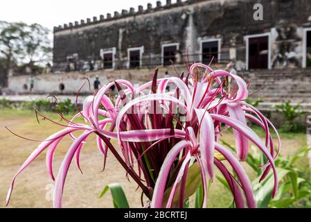 stabilimento di agave di Hacienda Yaxcopoil abbandonato vicino Merida, Messico Foto Stock