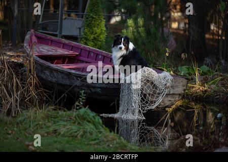Collie di bordo dall'acqua. Ritratti belli. Accanto alla barca Foto Stock