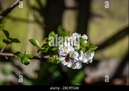Bombylius major, con un proboscio biforcato che si nutrisce di fiori di ciliegio. La larva delle api-mosca si nutre di erbette che abitano a terra, posando Foto Stock