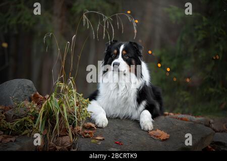 Collie di bordo dall'acqua. Ritratti belli. Accanto alla barca Foto Stock