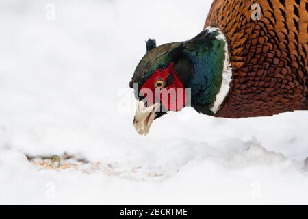 Un fagiano comune maschio che si alimenta nella neve, Kildary, Highlands, Scozia Foto Stock