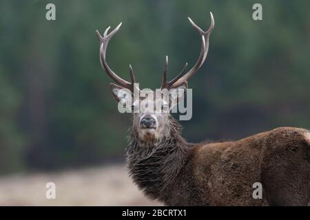 Cervo rosso su terreno di proprietà, Ross-shire, Scozia Foto Stock