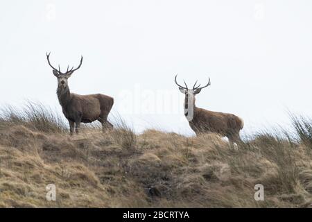 Cervo rosso su terreno di proprietà, Ross-shire, Scozia Foto Stock