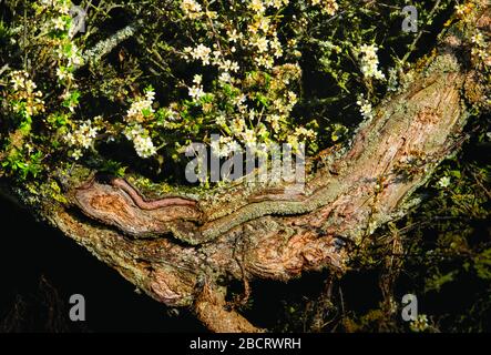 Split Branch, evidenziato nel Bedfordshire hedgerow, aprile 2020. Foto Stock