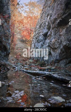 Dettaglio gola nerei in autunno stagione, Cheile Nerei Beusnita Romania Foto Stock