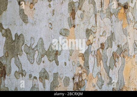 La tessitura della corteccia londinese ( Platanus × acerifolia ), un ibrido tra il piano orientale e il sicomoro americano Foto Stock