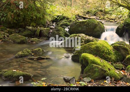 Torrente di montagna che scorre attraverso le pietre muschiate, Rachitele, Romania Foto Stock