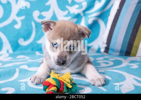 Cucciolo di mesi con occhi blu Husky, sdraiato con un giocattolo a corda su una coperta blu Foto Stock