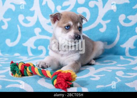 Cucciolo di mesi con occhi blu Husky, sdraiato con un giocattolo a corda su una coperta blu Foto Stock