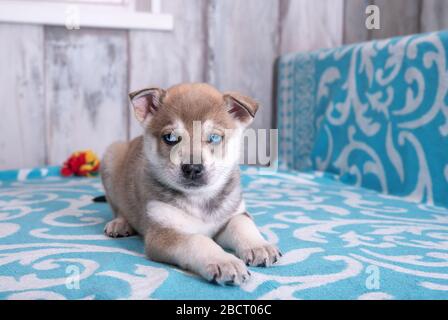 Cucciolo di mesi con occhi blu Husky, sdraiato con un giocattolo a corda su una coperta blu Foto Stock